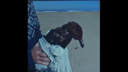 Recouvert de mazout sur plus de la moitié de son corps, cet oiseau est la deuxième victime du naufrage du Grande America