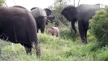 Un éléphant rose filmé dans la Savane