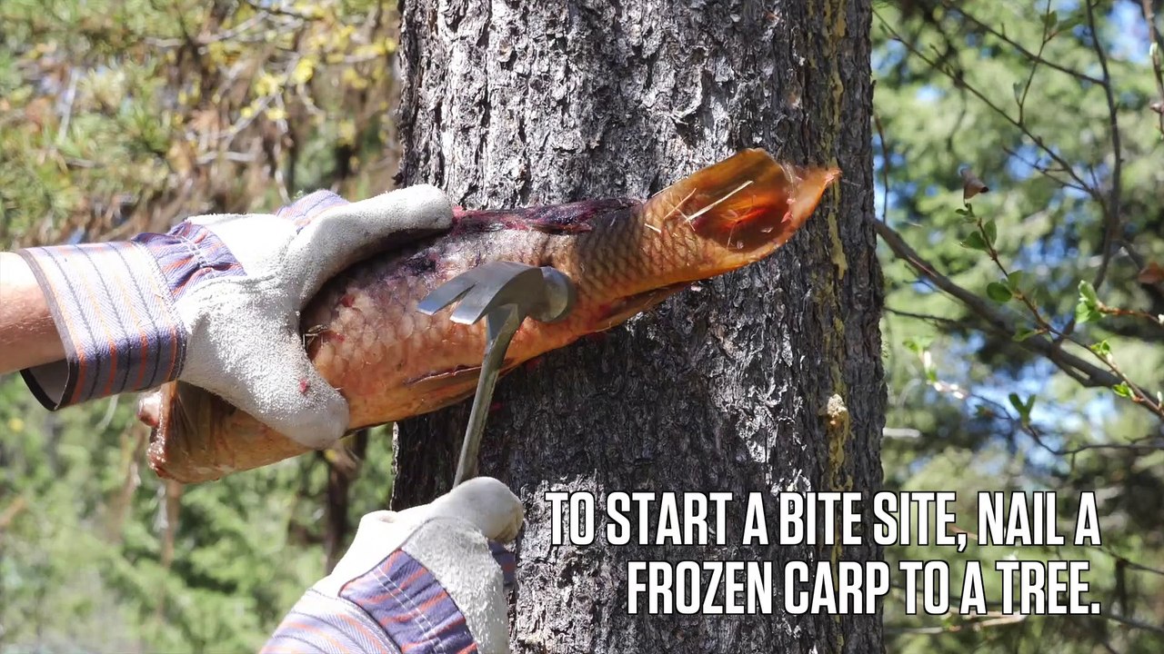 How to Bait Black Bears with Fish Guts