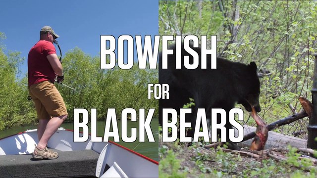 Bowfishing for Black Bears