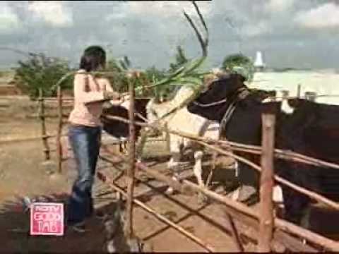 Satisfy your pet's taste buds