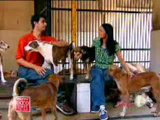 In aid of stray animals