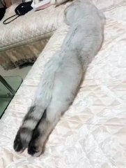 Be attracted to a sexy cat, male.