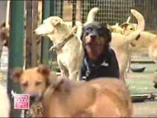 Compassion and passion for pets