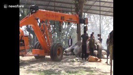 Sick elephant has to be craned upright to receive medicine in north India