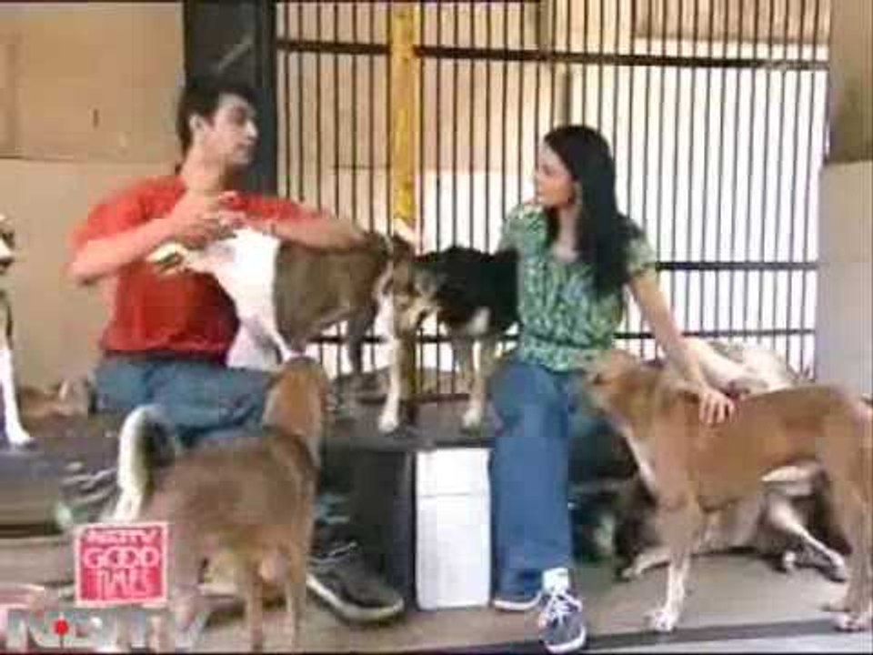 Healing cause for your pets