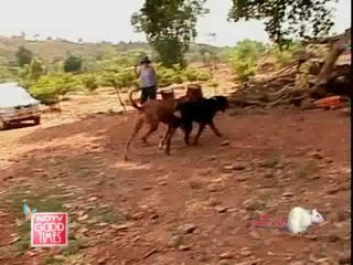 A holistic set-up for pets