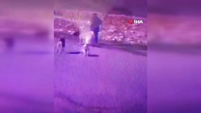 Batman'da Köpek Hırsızlığı... Kangal Cinsi Köpeği Boynuna İp Geçirerek Çaldı.