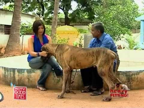 A royal reservation for your dogs