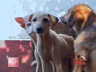 Welcome to the animal kingdom