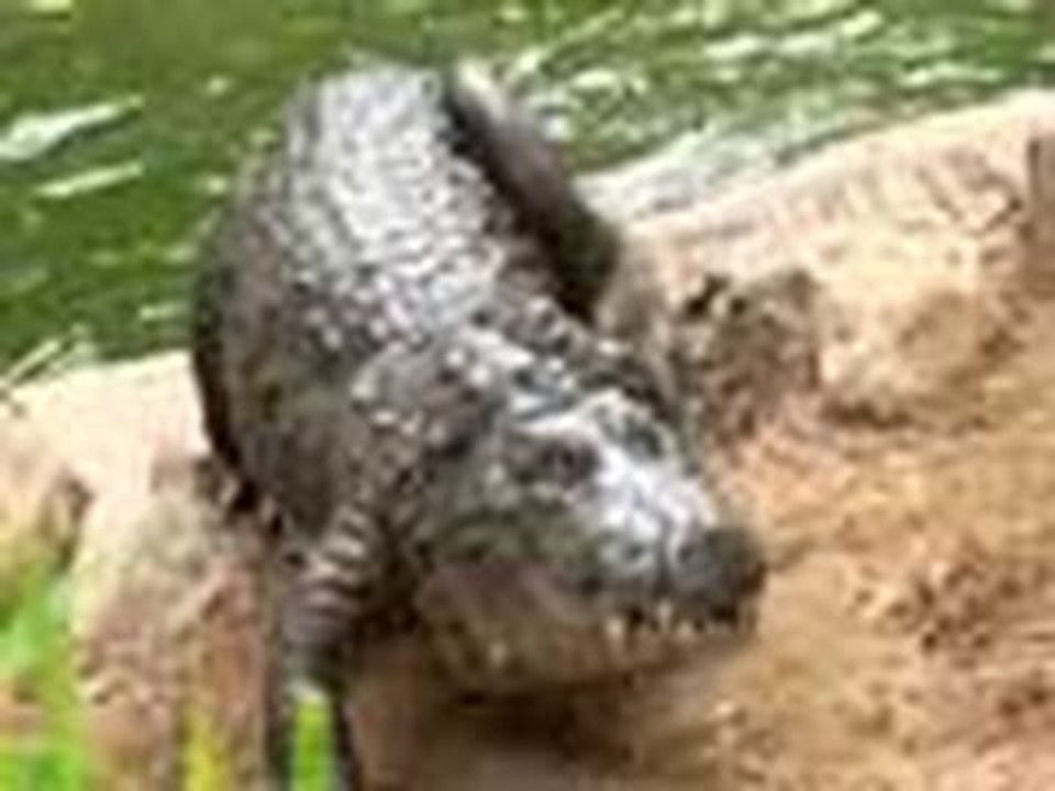 Exploring the wild life of Chennai