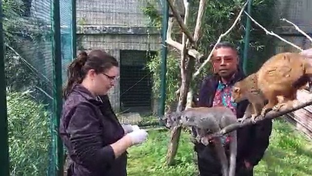 La Citadelle de Besançon soutient les lémuriens de Madagascar