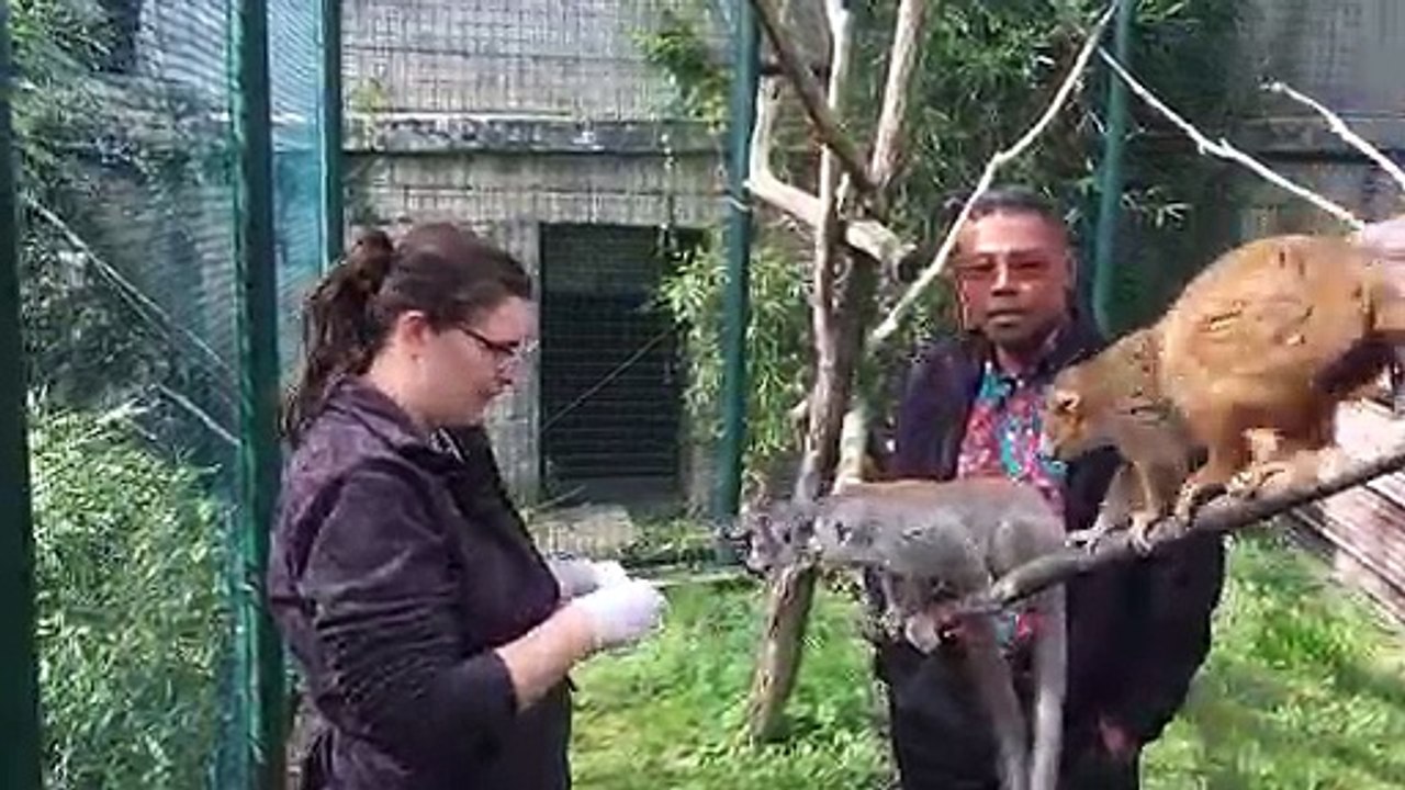 La Citadelle de Besançon soutient les lémuriens de Madagascar