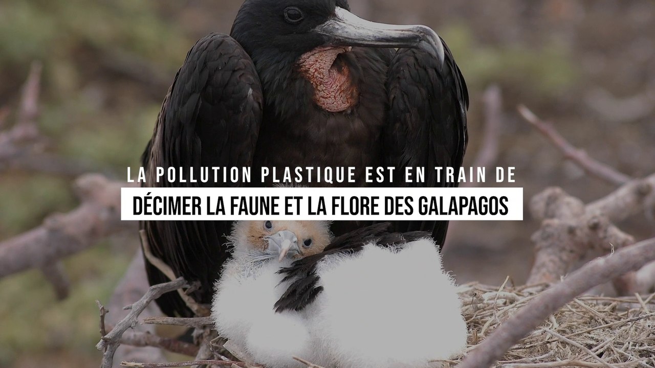 La pollution plastique est en train de décimer la faune et la flore des Galapagos