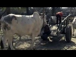 Meet the working animal - the bull