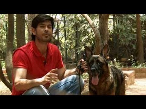 German Shepherds are the most versatile