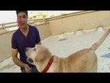 Promo: Paras meets a lovely Labrador duo and a playful Pug