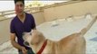 Promo: Paras meets a lovely Labrador duo and a playful Pug