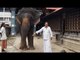 Keith meets temple elephants in Kerala