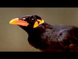 Bastar Hill mynah mimics human voices perfectly