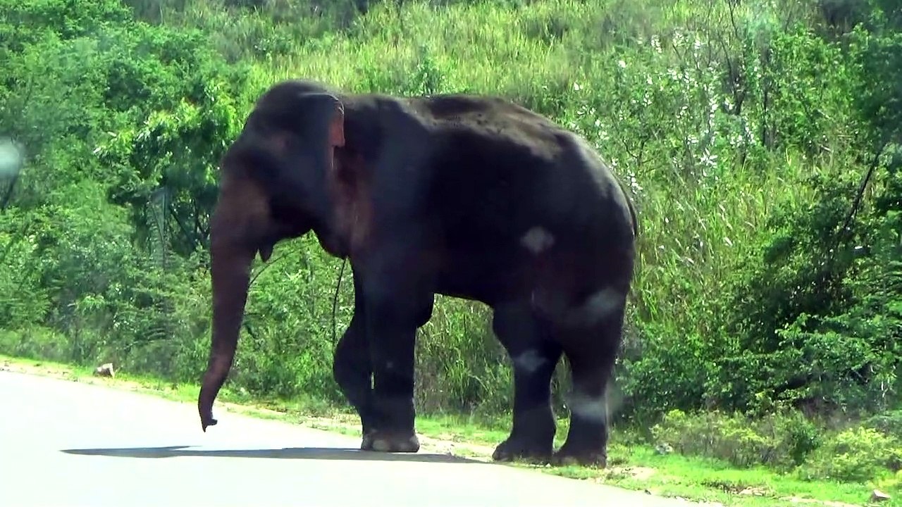 big wild elephant crossing road