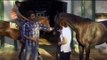 Heavy Petting: How race horses are trained