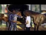 Heavy Petting: How race horses are trained