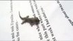 Pet Diaries: Meet an adorable little baby lizard