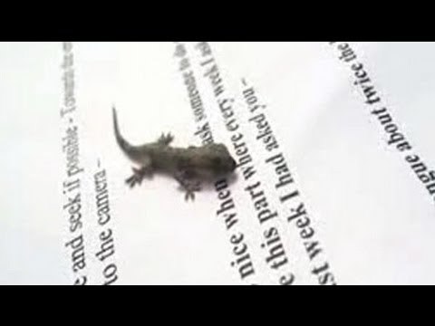 Pet Diaries: Meet an adorable little baby lizard