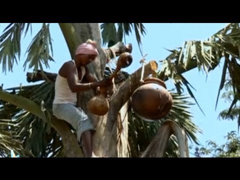 Palms are used as tribal wedding gifts!