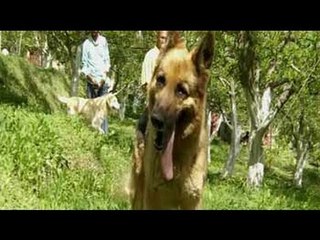 Heavy Petting with two adorable dogs