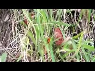Pet Diaries: Meet the Ladybug