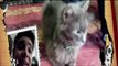 Pet Diaries: Meet the Persian cat - Midnight