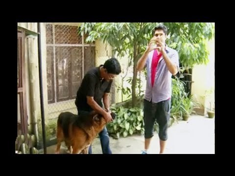 Paras meets German Shepherds and their puppies