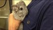 Pet Diaries: Meet an incredible animal called the Chinchilla