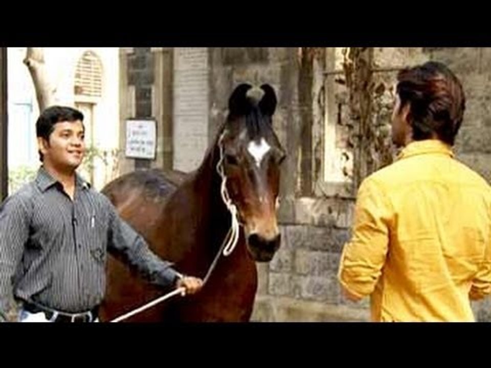 Meet the hard working animals