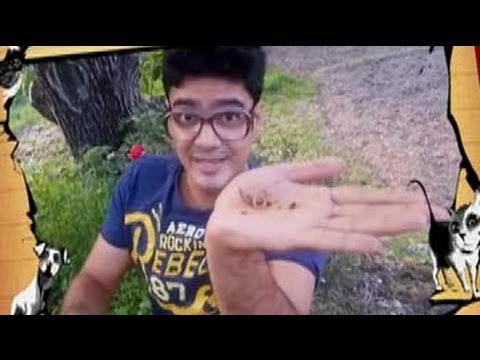 Meet the tube-shaped animal found living in soil - Earthworm