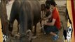 Pet Diaries: Paras milks a buffallo