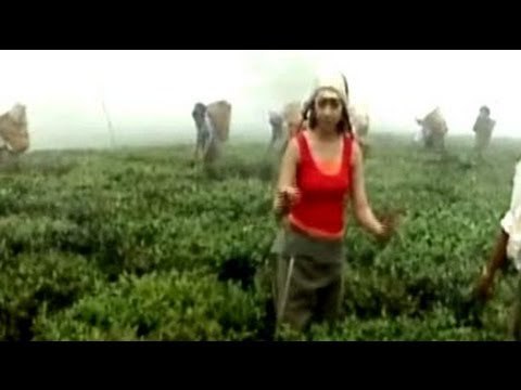 World's first tea factory: The Makaibari Tea Estate, Darjeeling