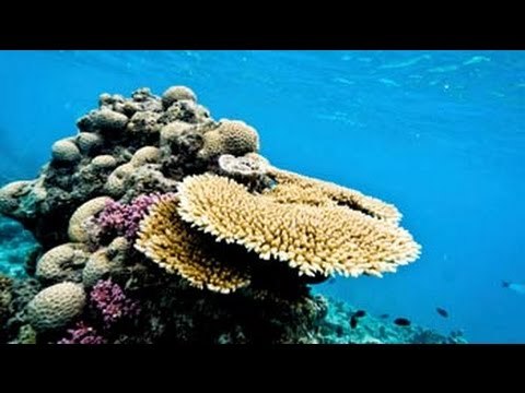 Watch the marine life at the Great Barrier Reef in Australia