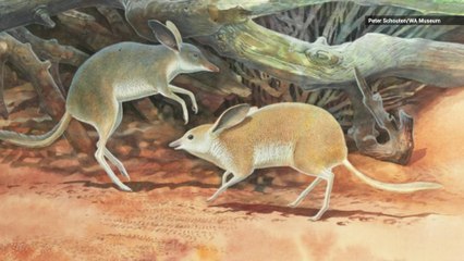 Check Out This Super Cute Australian Mammal