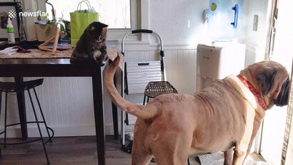 Kitten's attempt to catch dog brother's tail ends in failure