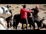 Kingfisher Blue Mile saviors: Meet the Sherpas