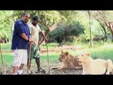 Rocky walks with lions in the Casela Safari