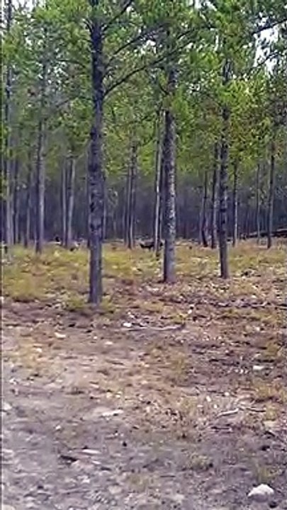 Scary footage of a wolf attacking a dog