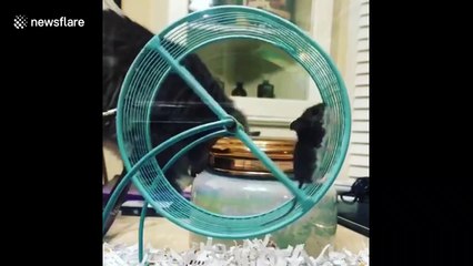 Wild mouse can't quite get around how to use a running wheel