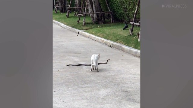 Brave Cat Stares Out King Cobra