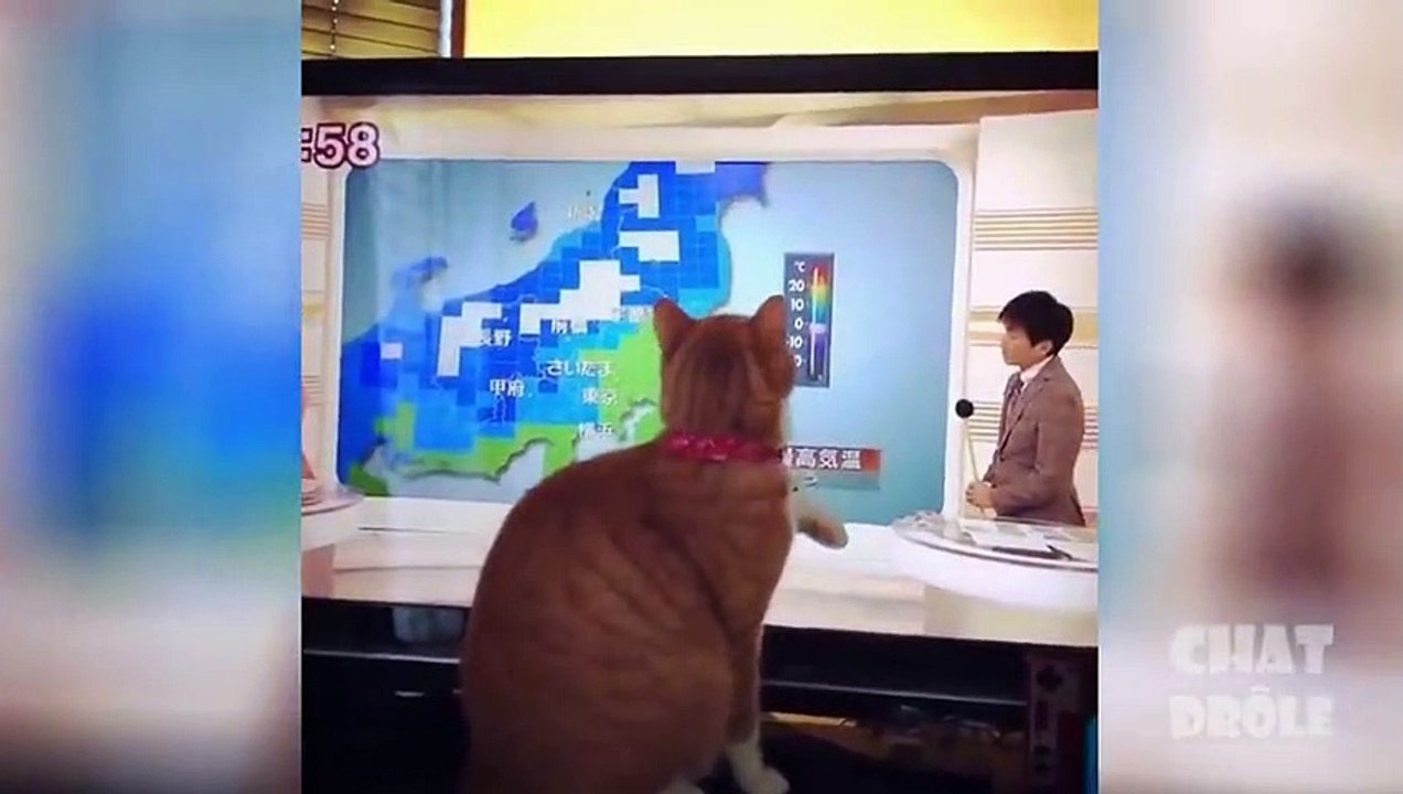 video de  chat drole