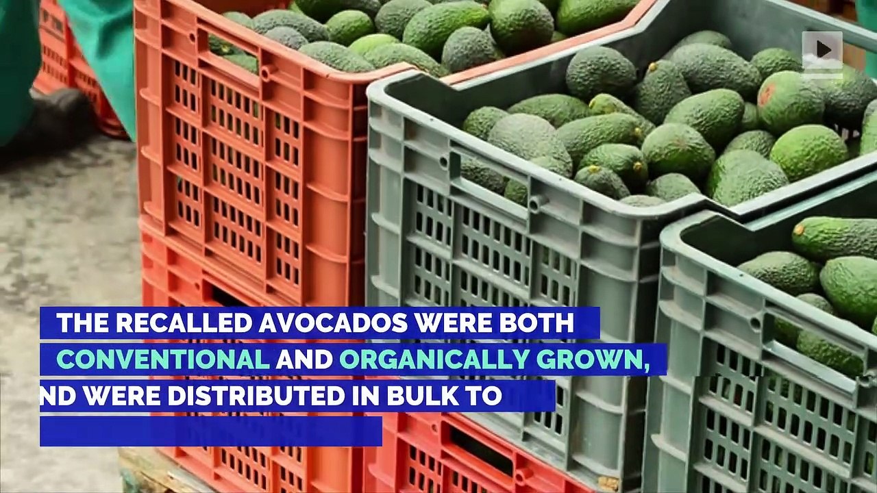Avocados Recalled in Six States Over Listeria Contamination