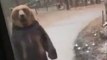Des touristes croisent un ours debout marchant comme un humain